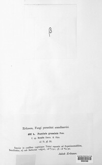 Puccinia graminis image